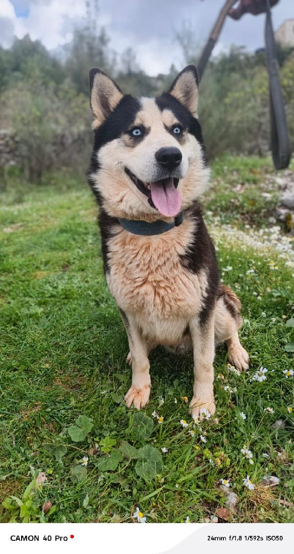 Simba, splendido simil Malamute dagli occhi color cielo Foto 7